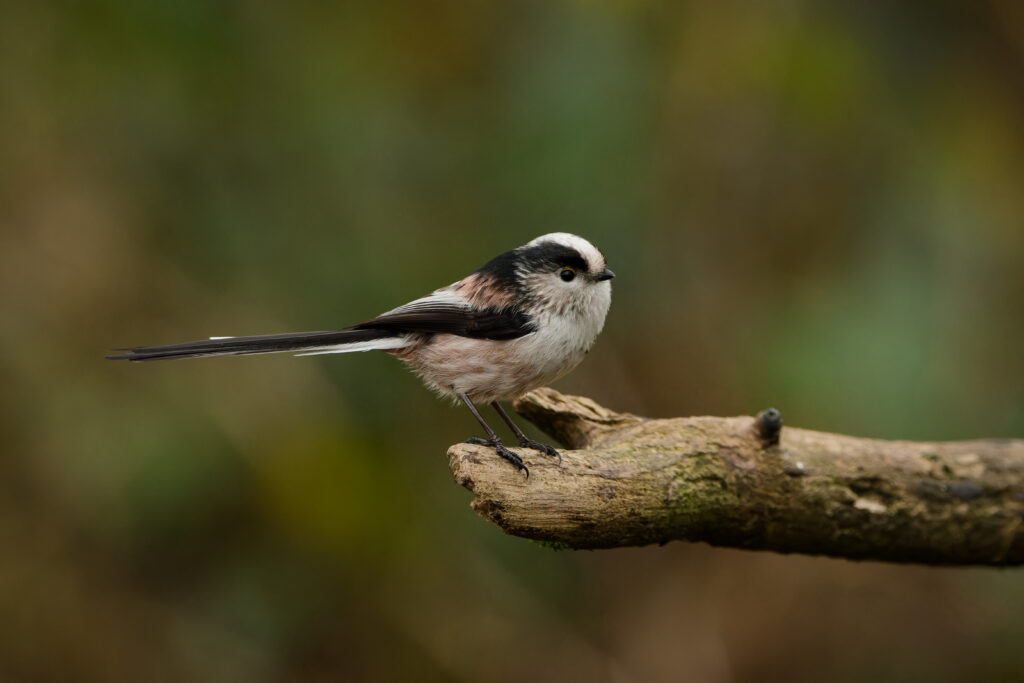 Photo of Long-Tailed Tit